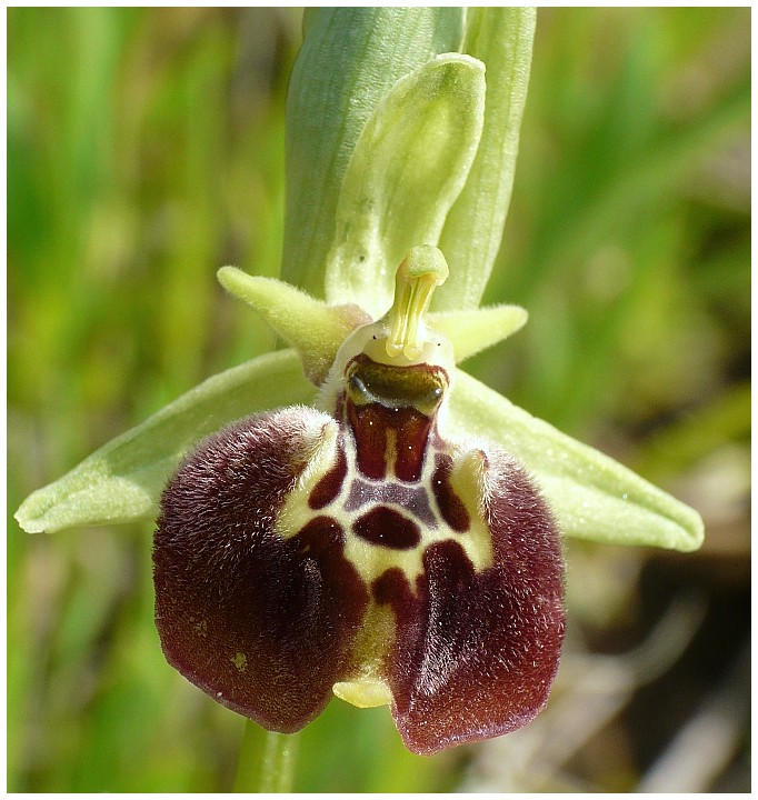 Ophrys parvimaculata